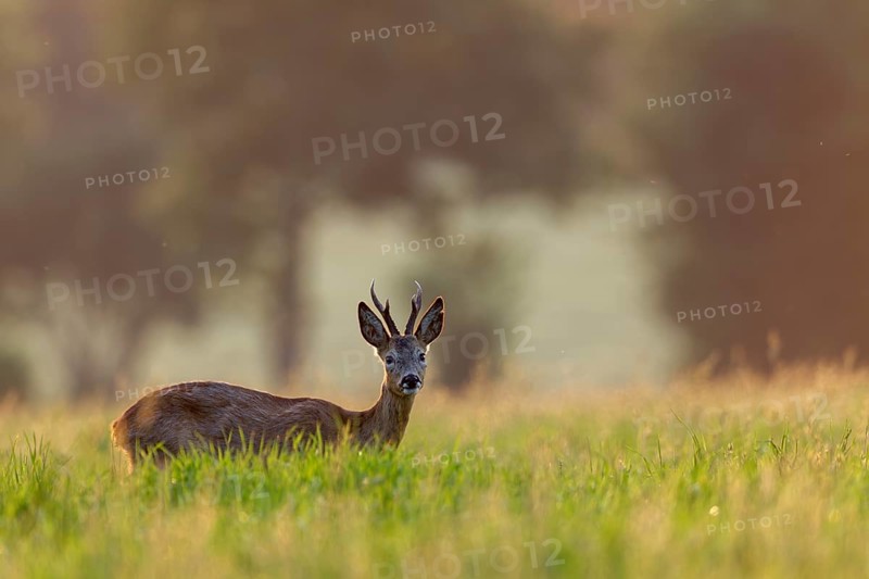 A physically ailing roebuck (Capreolus capreolus) is grazing in the evening light in a meadow, but seems to have overcome the worst and is about to become healthy, summer coat, sick, disease, summer coat, Germany