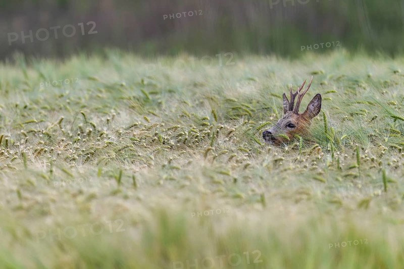 Roebuck (Capreolus capreolus) Gabler in a barley field, eyes, protection, Germany