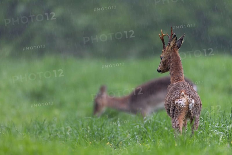 A roebuck (Capreolus capreolus) in the change of coat stretches its limbs while a dama (Dama dama) grazes in the background, change of coat, Germany