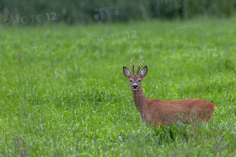 A roebuck (Capreolus capreolus) a few days in front of the start of the rut in optimal physical condition, summer coat, eyes, eye contact, Germany