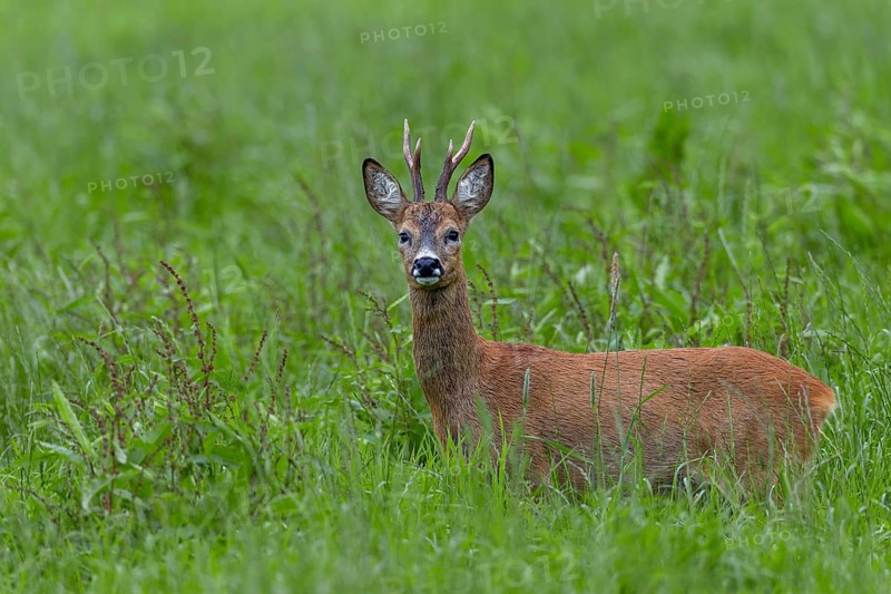 In mid-July, a few days in front of the start of the rut, the territorial roebucks (Capreolus capreolus) slowly become restless and wander through their territory, summer coat, eyes, eye contact, Germany