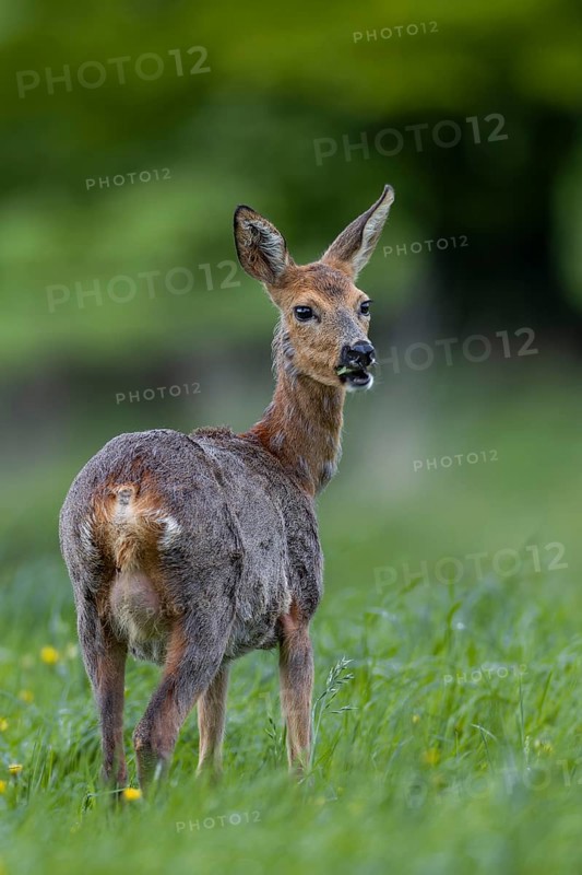 A doe (Capreolus capreolus) with clearly visible udder, called a spider by the hunter, changing coat, pregnant, Germany