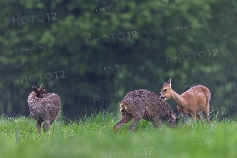 A doe licks and nibbles on the fur of a young roebuck (Capreolus capreolus), perhaps they are siblings from the previous year, social behaviour, physical contact, change of coat, Germany