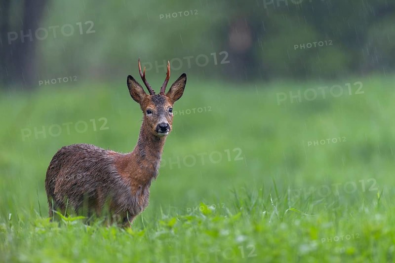 Roebuck (Capreolus capreolus) during a rain shower, eyes, change of coat, Germany