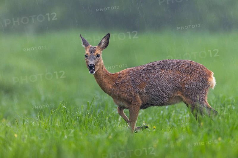 In a few days, this pregnant doe (Capreolus capreolus) will give birth to her fawns, pregnant, pregnancy, change of coat, Germany