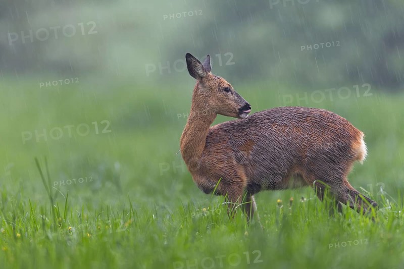 A pregnant doe (Capreolus capreolus) in moult grazing in the pouring rain in a meadow, moult, Germany