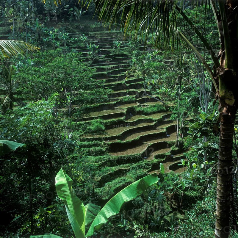 Terrace rice paddies near Bangli, Bali, Indonesia