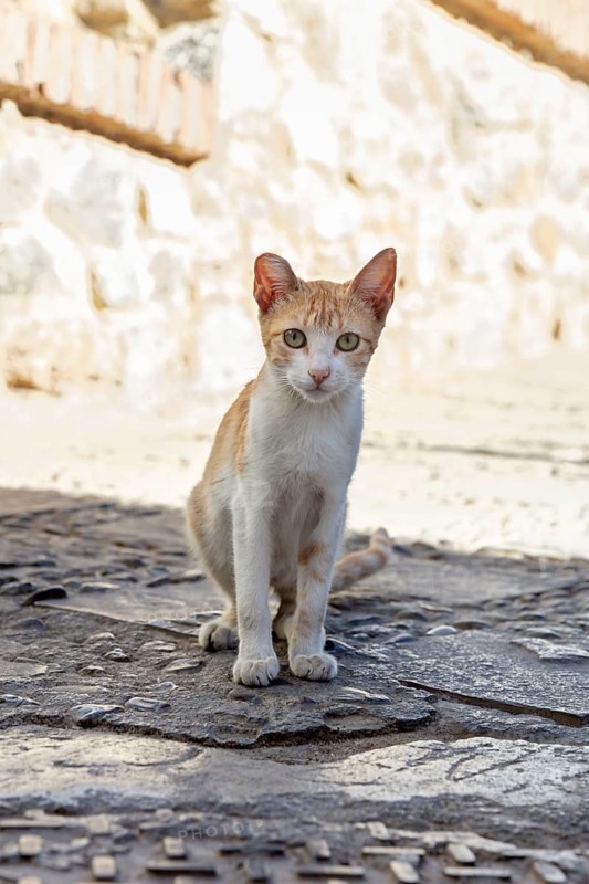 MAR, Chefchaouen, Medina, cat