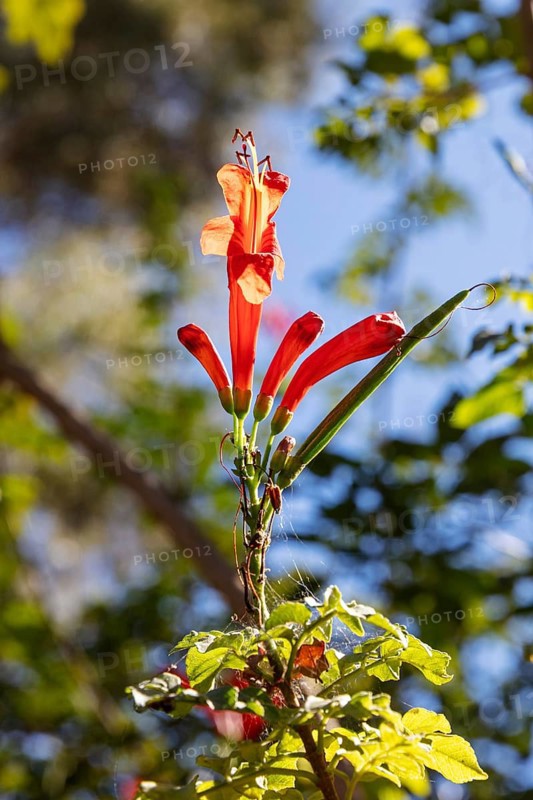 MAR, Chefchaouen, AI, Kasaba, flower