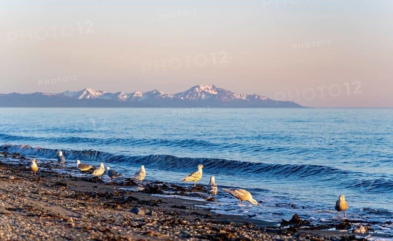 Seagulls on Anchor Point beach on Cook Inlet in the evening light, snowy mountain peaks of the Kenai Peninsula, Anchor River State Recreation Area, Alaska, USA