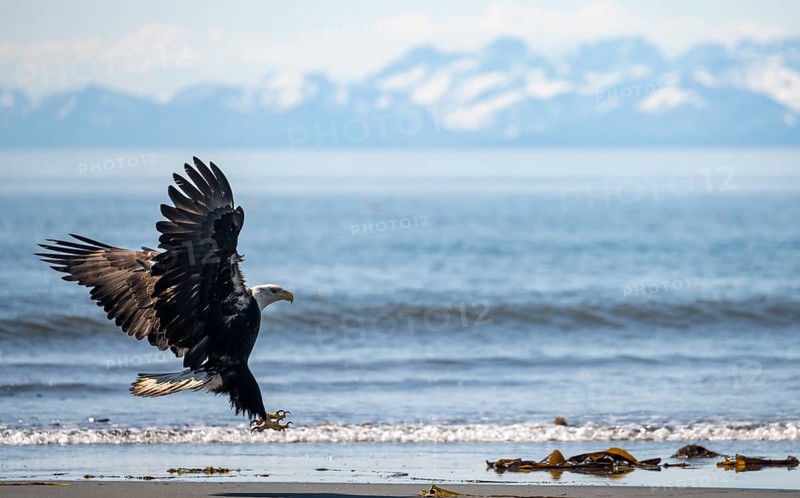 Bald eagle (Haliaeetus leucocephalus) in flight during landing, Anchor Point at Cook Inlet, white mountain peaks of the Aleutian chain in the background, Anchor River State Recreation Area, Alaska, USA
