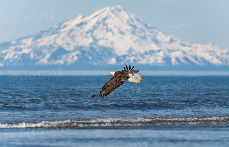 Bald eagle (Haliaeetus leucocephalus) in flight, Anchor Point at Cook Inlet, white mountain peak of Mount Redoubt, snowy mountains of the Aleutian chain, Anchor Point, Anchor River State Recreation Area, Alaska, USA