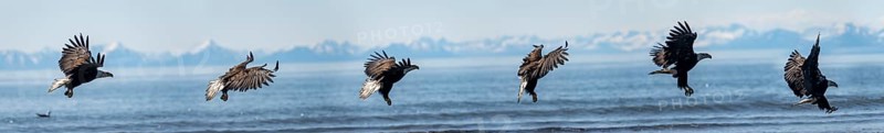 Bald eagle (Haliaeetus leucocephalus) in flight, photomontage of an eagle landing, Anchor Point at Cook Inlet, white mountain peaks of the Aleutian chain in the background, Anchor River State Recreation Area, Alaska, USA