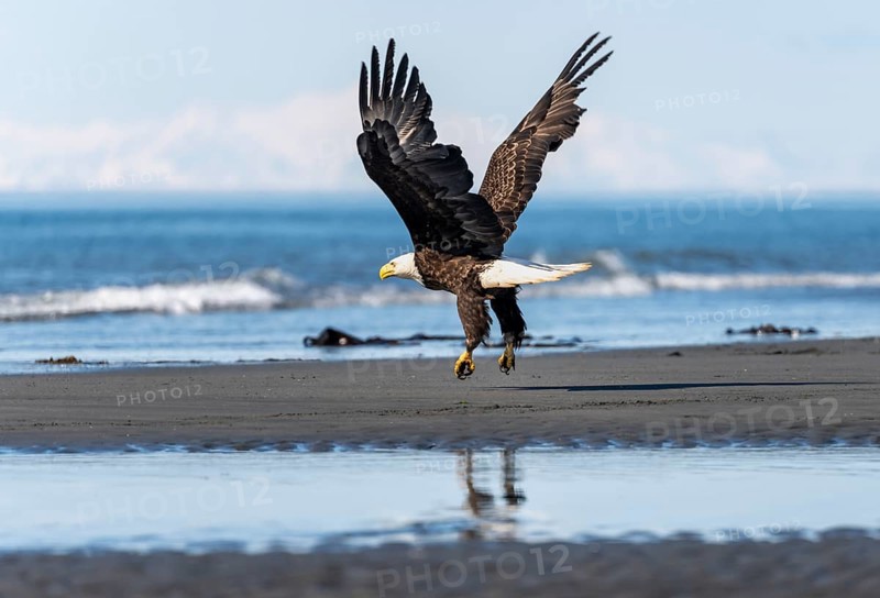 Bald eagle (Haliaeetus leucocephalus) in take-off, Anchor Point at Cook Inlet, white mountain peaks of the Aleutian chain in the background, Anchor River State Recreation Area, Alaska, USA