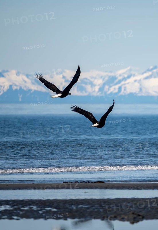 Two bald eagles (Haliaeetus leucocephalus) in flight on the beach of Anchor Point at Cook Inlet, white mountain peaks of the Aleutian chain in the background, Anchor River State Recreation Area, Alaska, USA
