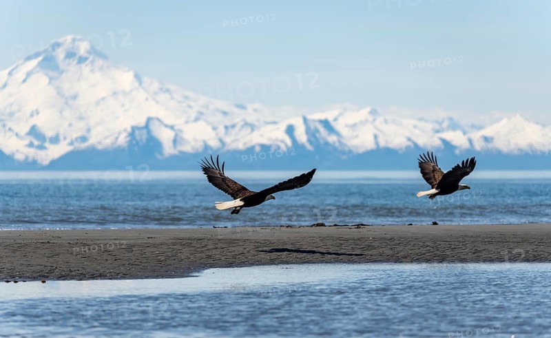 Two bald eagles (Haliaeetus leucocephalus) flying on the beach at Anchor Point on Cook Inlet, white mountain peak of Mount Redoubt, Anchor Point, Anchor River State Recreation Area, Alaska, USA