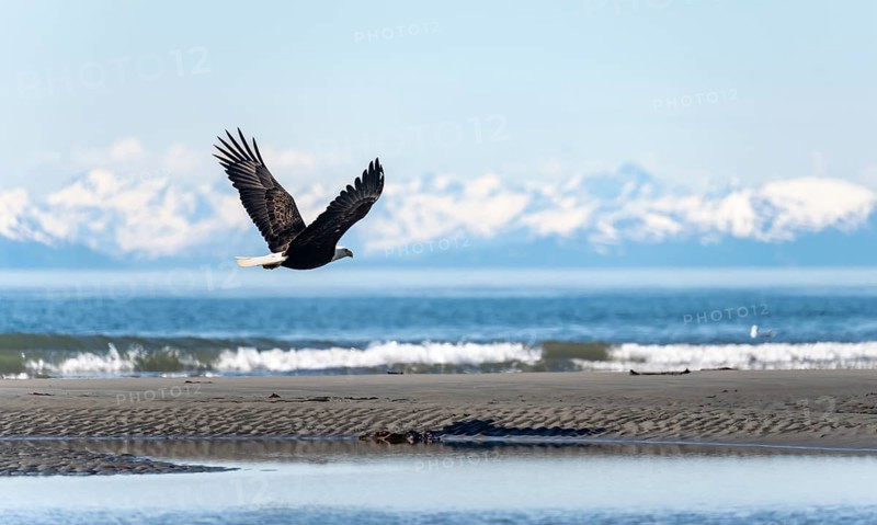 Bald eagle (Haliaeetus leucocephalus) flying on the beach of Anchor Point at Cook Inlet, white peaks of the Aleutian chain in the background, Anchor River State Recreation Area, Alaska, USA