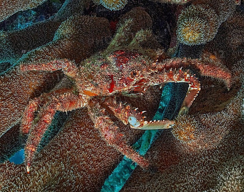 Underwater photo close-up of Spiny West Indian Spider Crab (Maguimithrax spinosissimus) synonyms (Mithrax spinosissimus, Maia spinosissimus, Damithrax spinosissimus) largest species of Caribbean reef crab, Caribbean