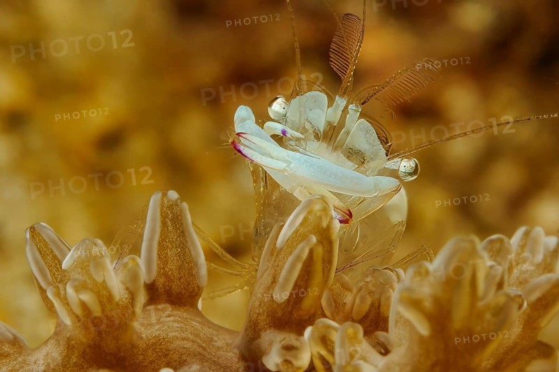 Underwater photo extreme close-up of magnificent partner shrimp (Ancylomenes magnificus) Magnificent partner shrimp looking directly at viewer sitting on leather coral (Sinularia), Pacific Ocean, Philippine Sea, Bohol, Visayas, Philippines