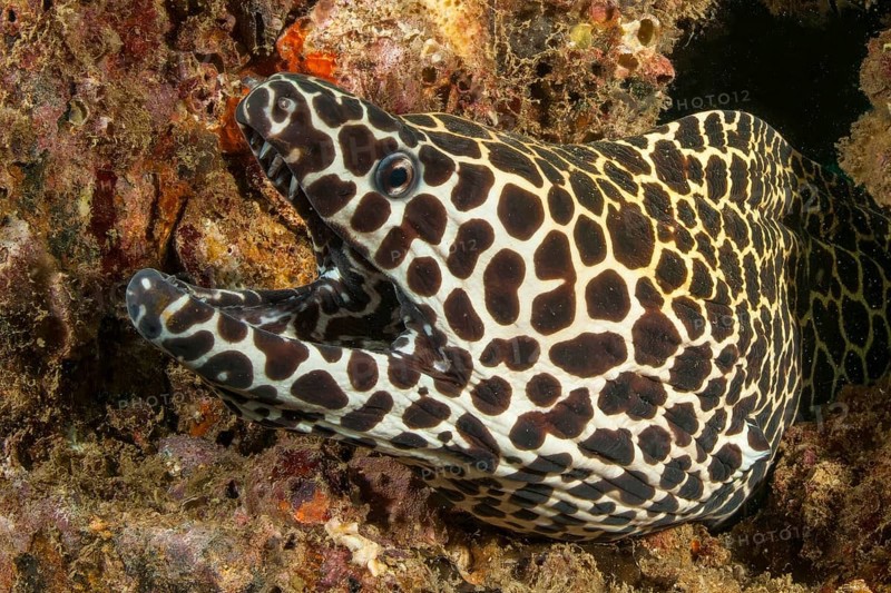Underwater photo of large net moray eel (Gymnothorax favagineus) looking out of living height into coral reef of stony corals (Scleractinia) opening its mouth, Indian Ocean, Indo-Pacific, Andaman Sea, Khao Lak, Thailand