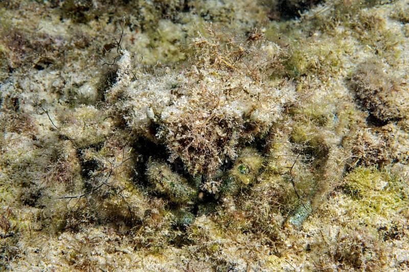 Decorator crab (Camposcia retusa) camouflages itself with algae, example of perfect camouflage through mimesis, Pacific, Philippines
