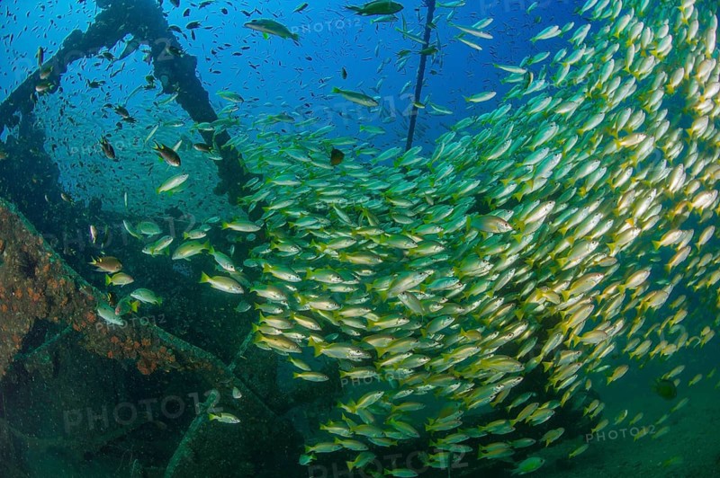 Underwater photo of large school of common snapper (Lutjanus lutjanus) living on wreck on seabed, Indian Ocean, Indo-Pacific, Andaman Sea, Khao Lak, Thailand
