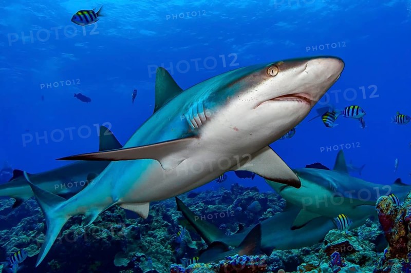 Underwater photo close-up of Grey reef shark (Carcharhinus amblyrhynchos) swimming over coral reef with slightly open mouth directly past viewer, Pacific Ocean