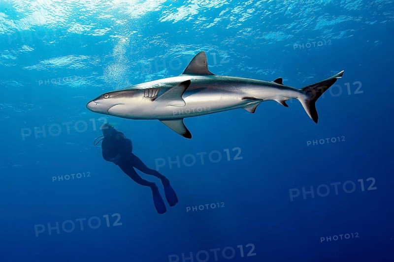Large specimen of Grey reef shark (Carcharhinus amblyrhynchos) circles around and swims past diver in dangerous situation in open sea, Pacific Ocean