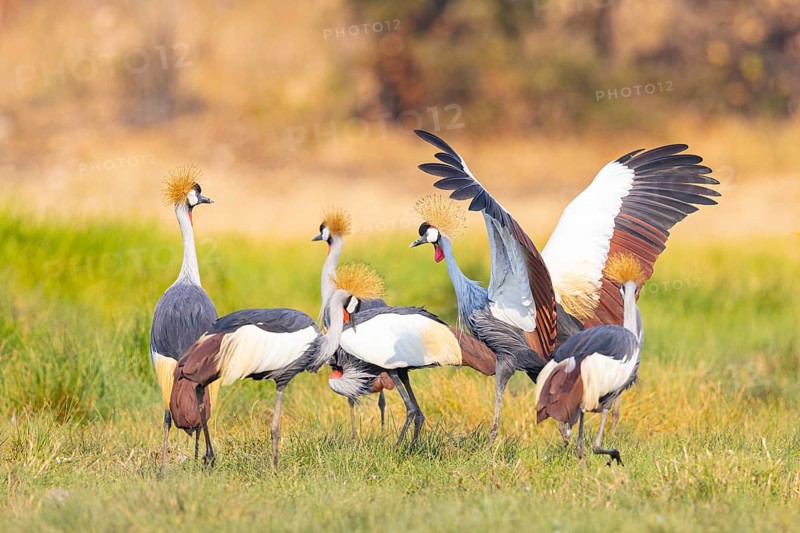 Crowned Crane (Balearica regulorum) Zambia