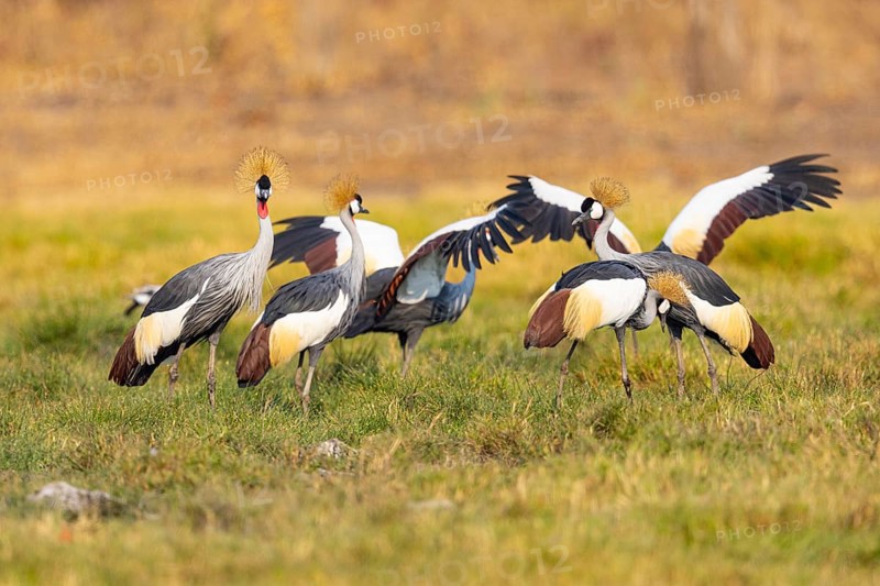 Crowned Crane (Balearica regulorum) Courtship behaviour Zambia