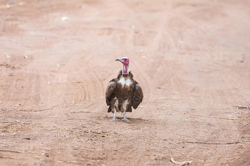 Black-capped vulture (Necrsoyrtes monachus) Zambia