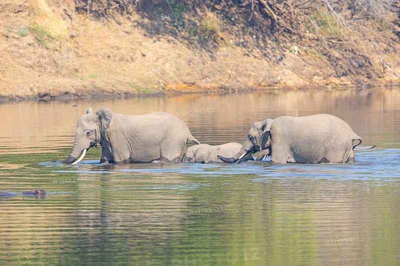 Family of the African elephant (Loxodonta africana) crossing the Luangwa River in Zambia