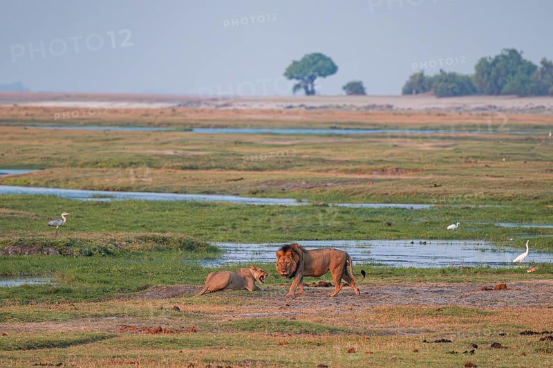 Maned lion and lioness, lion (Panthera leo), Ihaha, Chobe National Park, Botswana