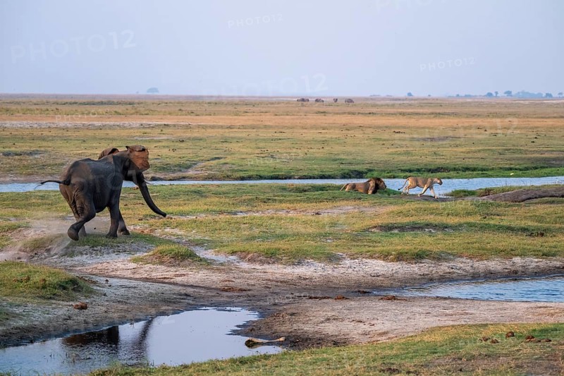 Elephant attacks maned lion and lioness, lion (Panthera Leo) runs away, Ihaha, Chobe National Park, Botswana