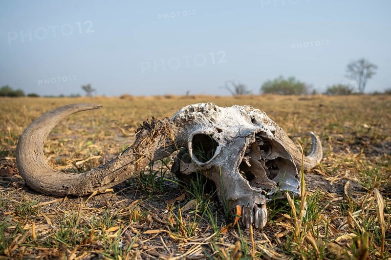 Buffalo Skull, Moremi Game Reserve, Botswana