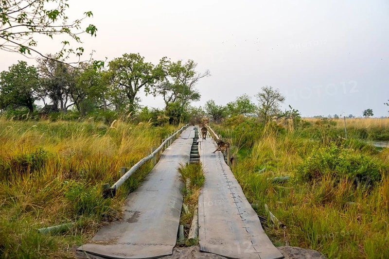 Third Bridge, bridge over swamp in Moremi Game Reserve, Botswana