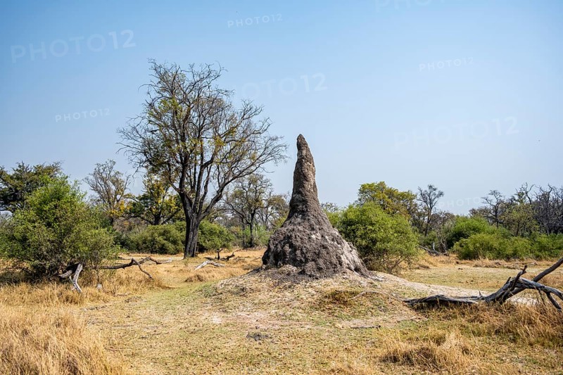Termite hill, Moremi Game Reserve, Botswana