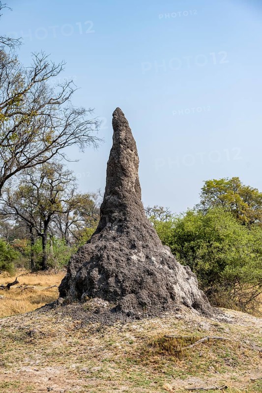 Termite hill, Moremi Game Reserve, Botswana