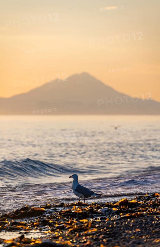 Seagull (Larinae) on the beach, view across Cook Inlet to white peaks of Mount Redoubt at sunset, midnight sun, mountains of the Aleutian chain, Anchor Point, Anchor River State Recreation Area, Alaska, USA