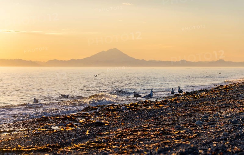 Seagulls (Larinae) on the beach, view across Cook Inlet to white mountain peaks of Mount Redoubt at sunset, midnight sun, mountains of the Aleutian chain, Anchor Point, Anchor River State Recreation Area, Alaska, USA