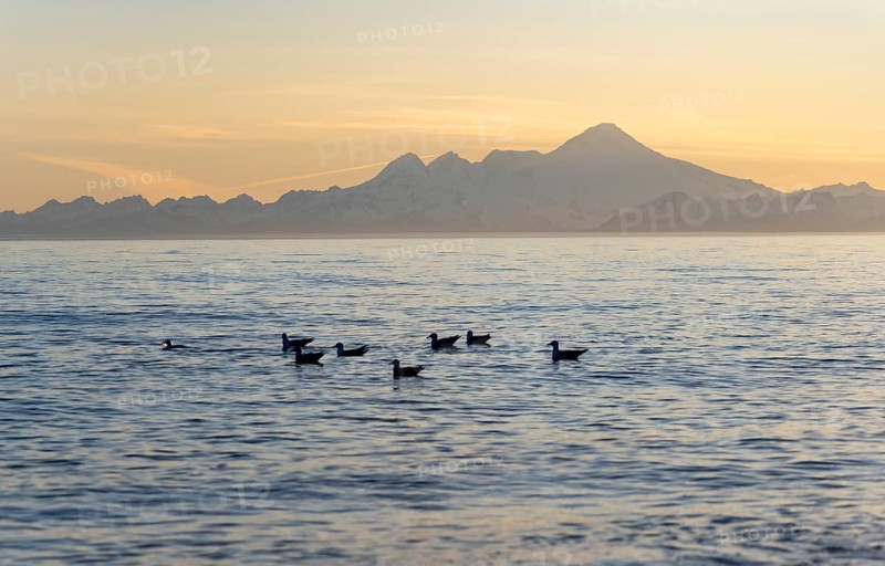 Seabirds swim in the ocean, view across Cook Inlet to white mountain peaks of Mount Iliamna at sunset, midnight sun, Aleutian mountains, Anchor Point, Anchor River State Recreation Area, Alaska, USA