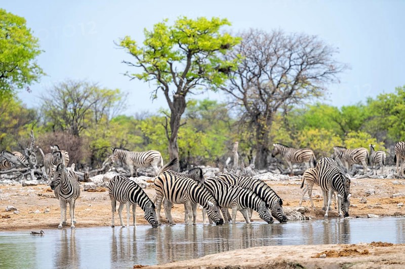 Herd of plains zebra (Equus quagga) at a waterhole, Etosha National Park, Namibia