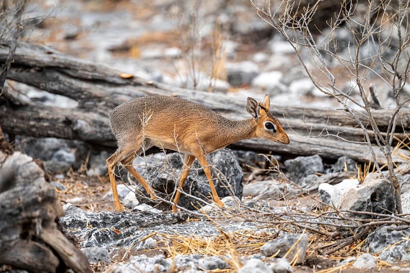 Damara dik-dik or kirk dik-dik (Madoqua kirkii), adult animal in the undergrowth, Etosha National Park, Namibia