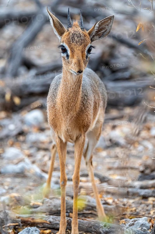 Damara dik-dik or kirk dik-dik (Madoqua kirkii), adult animal in the undergrowth, Etosha National Park, Namibia