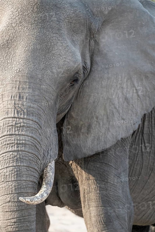 Animal portrait, African elephant (Loxodonta africana), Ihaha, Chobe National Park, Botswana