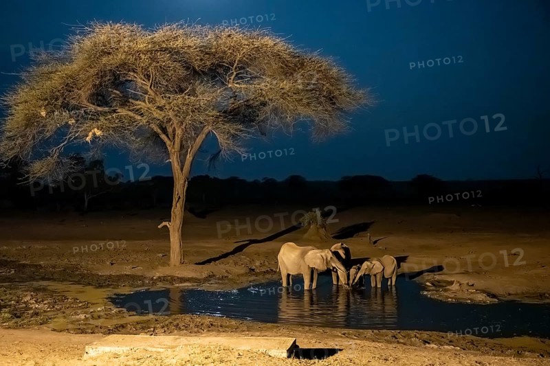 Waterhole at night, African elephants drinking, night view, Kasane, Botswana