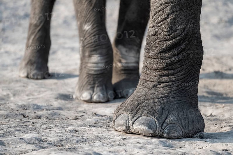 Detail, foot, African elephant (Loxodonta africana), Ihaha, Chobe National Park, Botswana