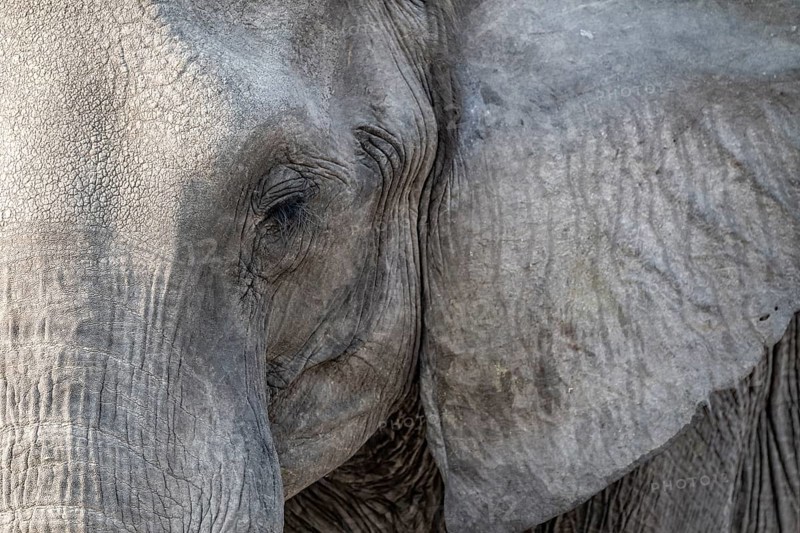 Animal portrait, African elephant (Loxodonta africana), Ihaha, Chobe National Park, Botswana