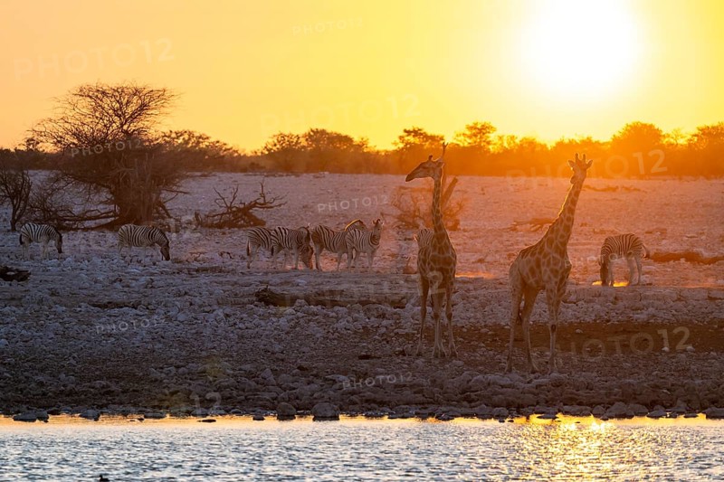 Angola giraffe (Giraffa giraffa angolensis), two giraffes in the backlight at sunset, atmospheric sunset, Okaukuejo waterhole, Etosha National Park, Namibia