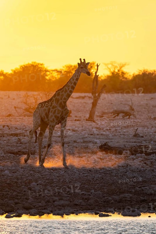 Angola giraffe (Giraffa giraffa angolensis), backlit at sunset, atmospheric sunset, Okaukuejo waterhole, Etosha National Park, Namibia